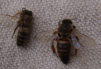 Распространение болезни среди пчел спровоцировано человеком