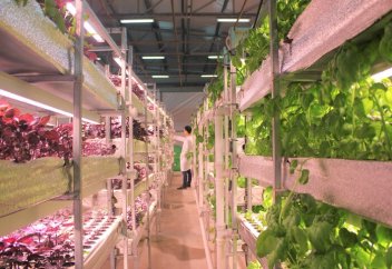 Как молодые алматинцы делают деньги на зелени