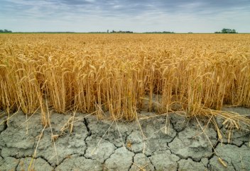 Климат өзгерісінен аграрлық өсімдіктердің түсімділігі 21%-ға кемиді