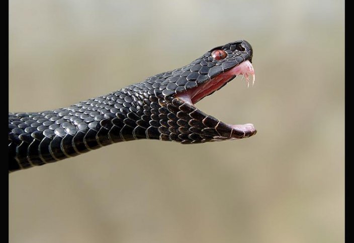Американец пережил 200 укусов ядовитых змей для создания универсального противоядия (видео)