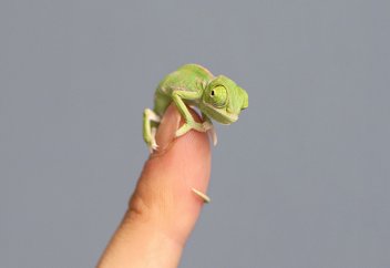 Жануарлар әлемі: Жұмыртқа жарған құбылғылар (фото)