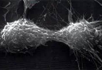 Адам доноры жануарлар ағзасында өсірілуі мүмкін