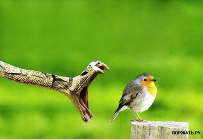 Жолы болған жандар (Видео)