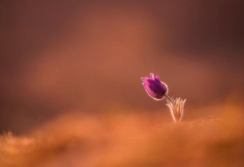 Всё созданное живёт в молитве