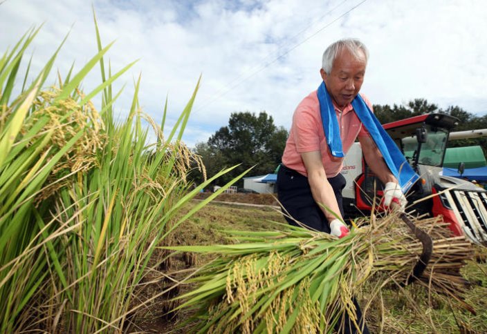 Производство риса в Южной Корее снижается четвертый год подряд