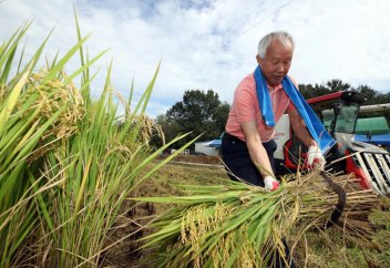 Производство риса в Южной Корее снижается четвертый год подряд
