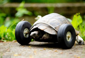 Аяқтарын егеуқұйрық кемірген тасбақаға дөңгелек орнатылды