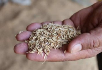 Қазақстандық ғалымдар күріш қауызынан емдік дәрі ойлап тапты