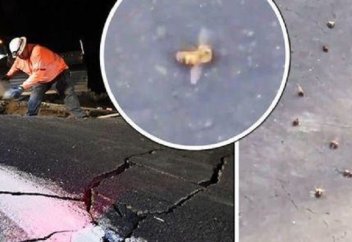 Пчелы погибли в Калифорнии после землетрясения. В Европе стремительно сокращается количество медоносных пчел