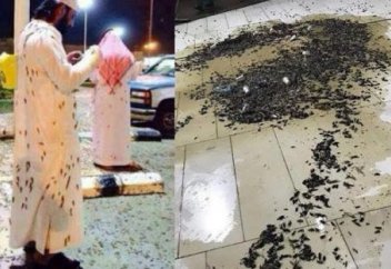 Нашествие саранчи в Мекке испугало местных жителей (видео)