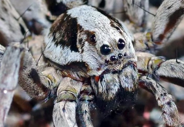 На британской военной базе нашли паука, который давно считался вымершим