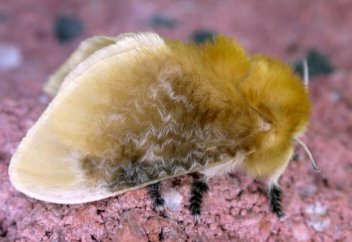 Ғалымдар иісті дыбысқа айналдырып, үрейлі «үнге» куә болды (видео)