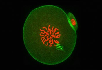 Тұңғыш рет жасуша ішіне датчик енгізілді (фото+видео)