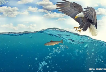 Редкое явление: названы места, где рыбы падают с неба