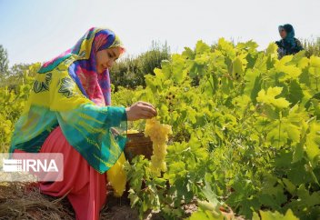 Сбор урожая винограда стартовал в городе Урмия (фото)