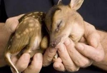 Закон о защите животных: за какие нарушения усилят наказание