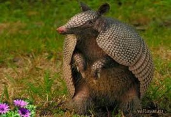 Жануарға атқан оғы өзін жаралады