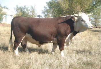 Уникальное изобретение в мясном скотоводстве сделали ученые Казахстана и России