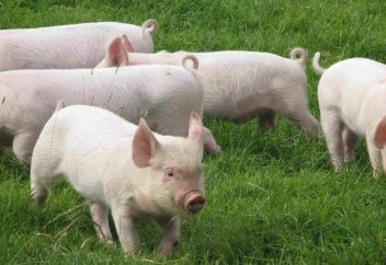 Шошқа асырау және оны сату харам ба?