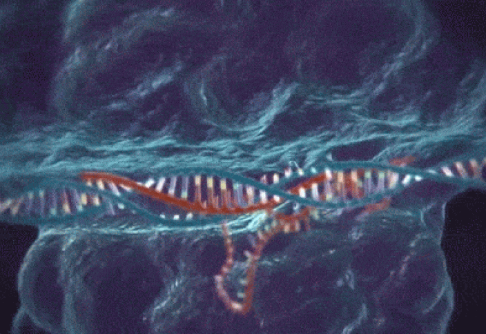 Еліміздегі тағам өнімдерінің қанша пайызында доңыз ДНК-сы бар