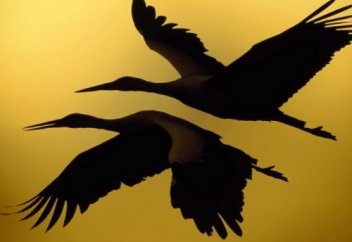 ЖАРАЛЫ ТЫРНА