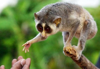 Жануарлар әлемі: Лори мақұлықтың қызықты қылықтары (Видео)