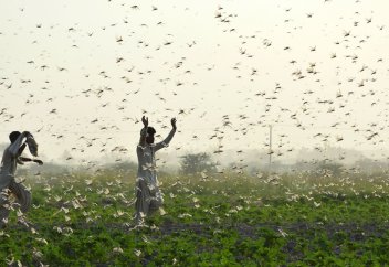 Әлемдік азық-түлік қауіпсіздігіне шегірткенің төндірер қатері артып келеді