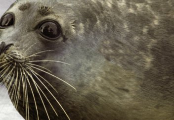 Издевательства над тюленями: спасет ли животных Красная книга