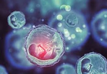 Құрсақтағы шараналарды заңмен адам санатына қосу, құқығын қорғау бастамасы туралы