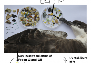 Әлемдегі құстардың үштен бірі қырылуы мүмкін