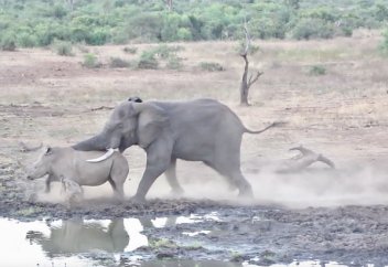Лучшие сцены из дикой природы в парке Крюгера в 2019 году (видео)