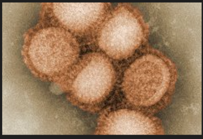 Вируста сана бар ма – вируста жасушалы зерде бары анықталды