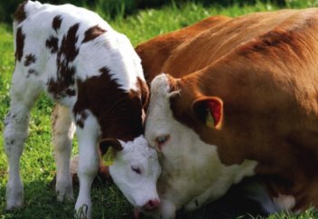 Қазақстандағы ірі қара мал 6 млн. 831 мың басқа жетті