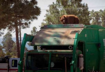 Жүргізуші көлігінің үстіне аю мініп алып жол бойы онымен бірге келгенін байқамаған (видео)