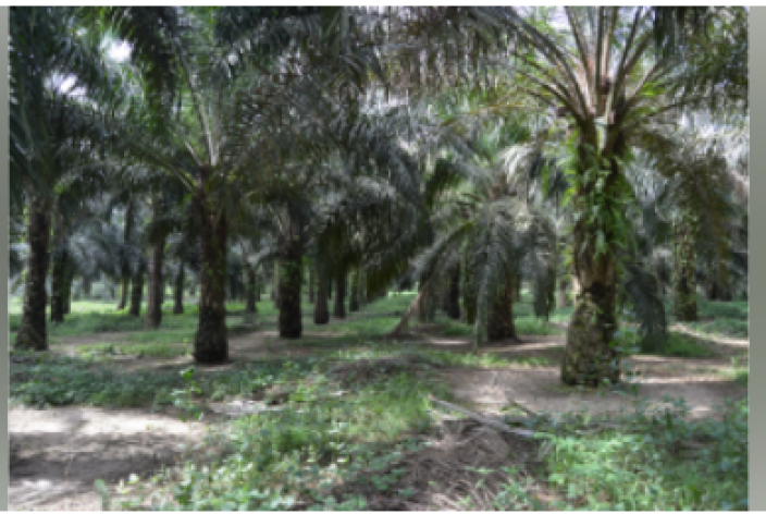 Возрождение сектора масличных пальм: финансирование «золотого урожая»
