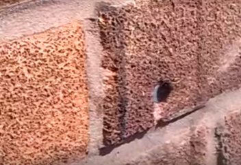 Жануарлар әлемі: Ара қабырғадағы шегені қалай суырып алып шықты (ВИДЕО)