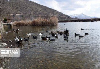 Заривар - приют для зимующих птиц (фото)