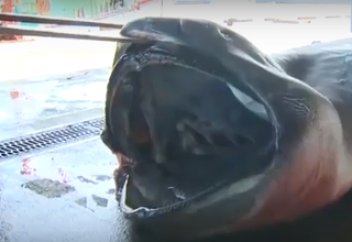 Жануарлар әлемі: Балықшылар сирек кездесетін аузы үлкен акуланы ұстап алды (ВИДЕО)