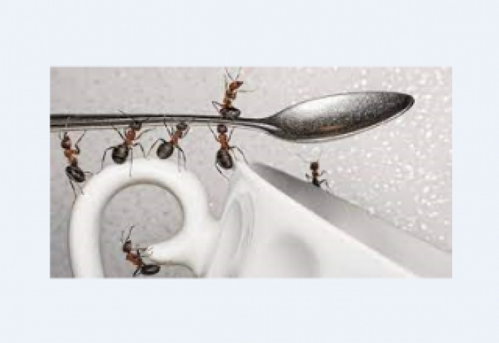 Что в Коране говорится о муравьях?