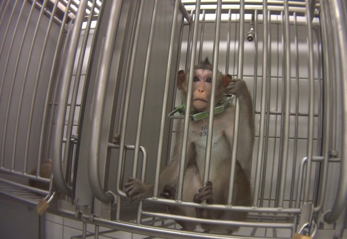 Маймылдар қымбаттайды...