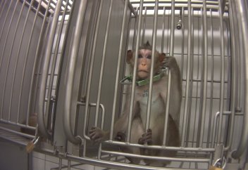 Маймылдар қымбаттайды...