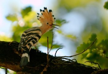 Құранда аты аталған Бәбісек құсы жайында не білесіз?