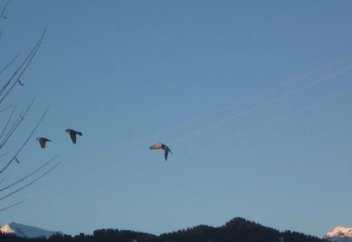 Сіз маған ұнауға міндетті емессіз..."сылаң қақпай-ақ қойыңыз"...