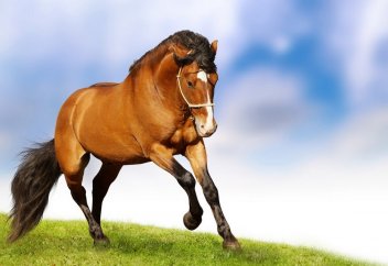 Почему лошадь не приносят в жертву - Курбан?