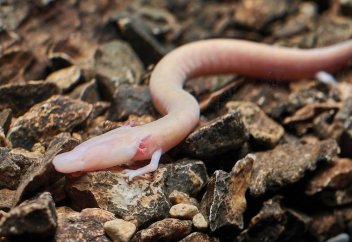 Жылдар бойы бір орнында тапжылмайтын жануар (видео)