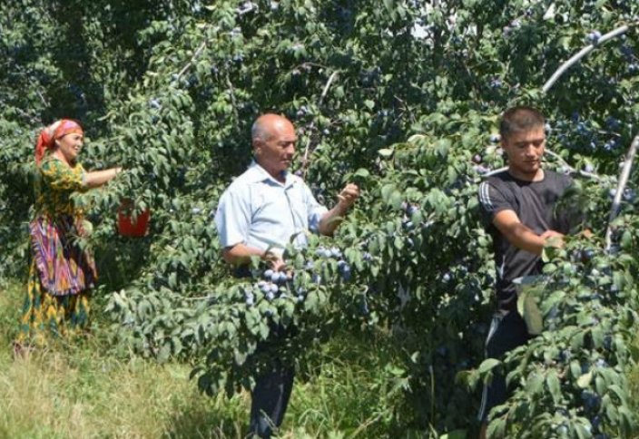 Эксперты: органическая продукция может стимулировать развитие в Центральной Азии
