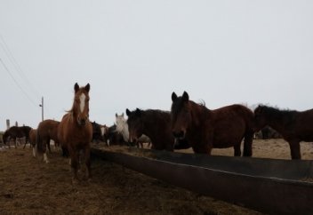 Секреты зимнего кымыза от Agralis GmbH (видео)