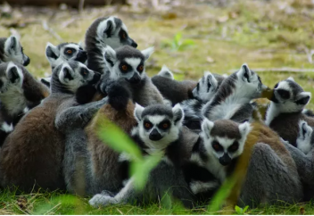 В Красную книгу занесены новые виды животных