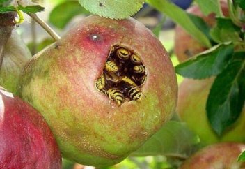 Ислам мәзһабтары мен ағымдары. Қазақстандағы ең қауіпті діни ағым қандай? (инфографика)