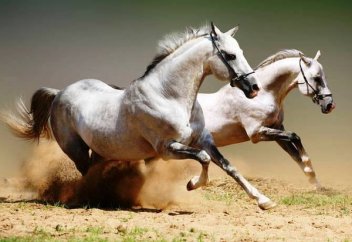 17 животных, упомянутых в Коране